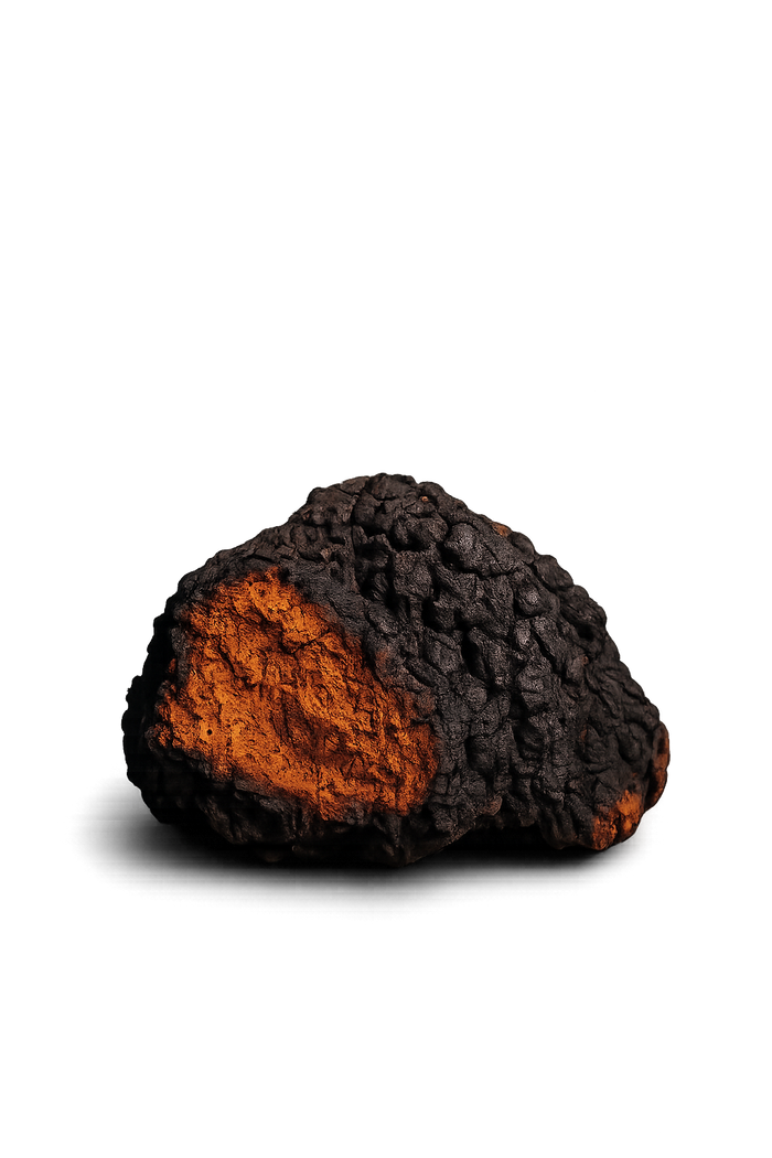 Chaga