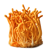 Cordyceps (300MG)