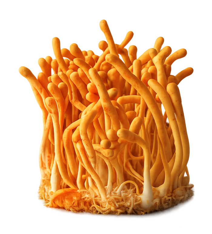 Cordyceps