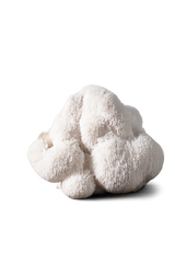 Lion's Mane