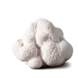 Lion's Mane (300MG)