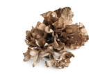 Maitake