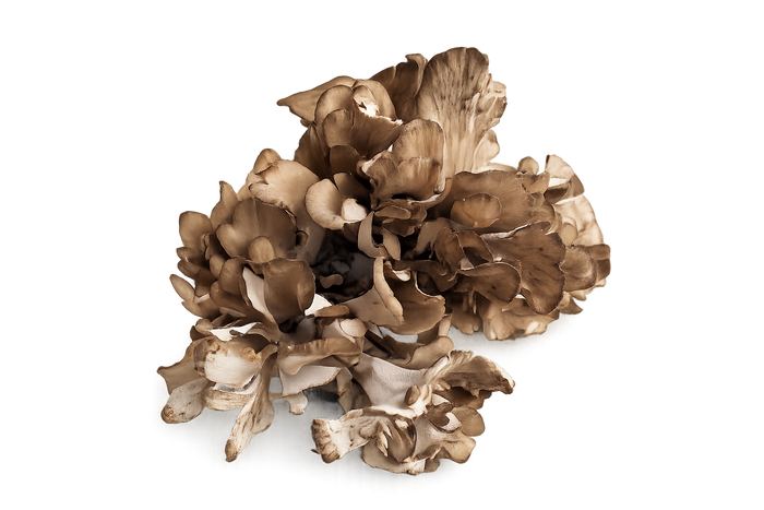 Maitake
