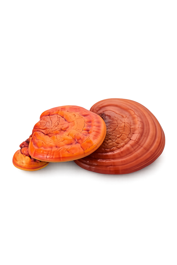Reishi