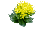 Rhodiola Rosea