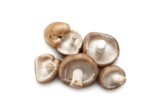 Shiitake