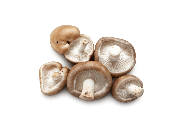 Shiitake