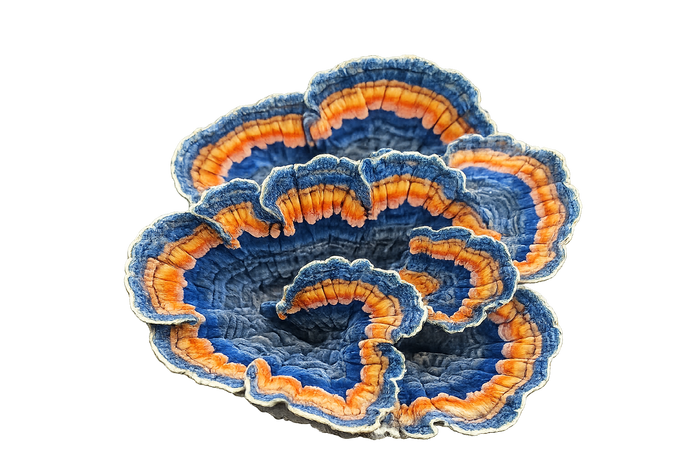 Turkey Tail