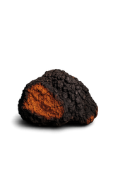 Chaga