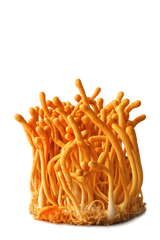 Cordyceps