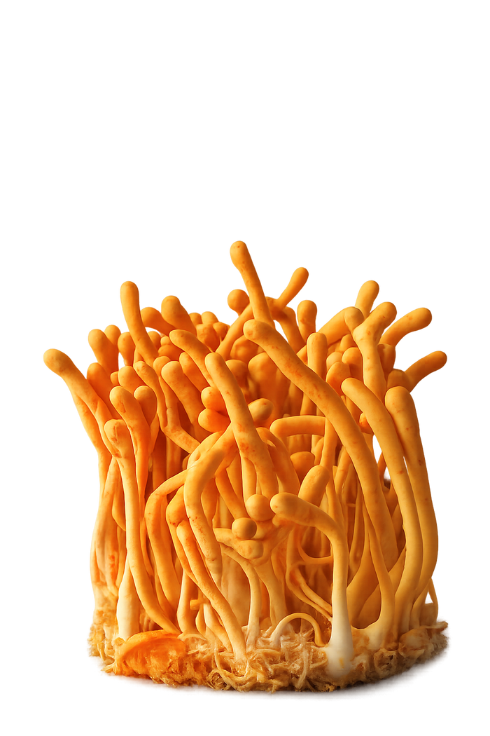 Cordyceps