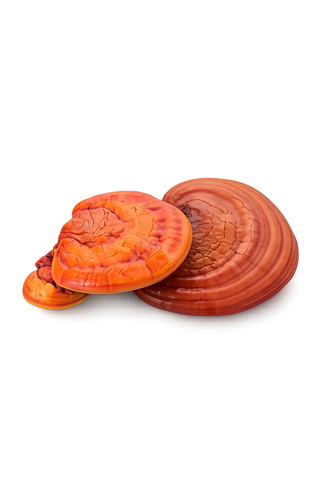 🍄