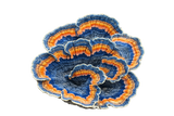 Turkey Tail (300MG)